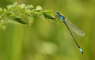 Expertise-Qualité-Environnement-Sécurité